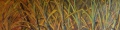 CANNE EN FEU - VEGETATION ET  FLEURS