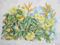 cathy-melin - VEGETATION ET  FLEURS