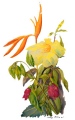 FLEURS DES ANTILLES - VEGETATION ET  FLEURS