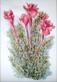 ROSES DE PORCELAINES - VEGETATION ET  FLEURS
