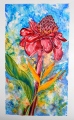 ROSE DE PORCELAINE ET PETIT BALISIER - ETE  2012