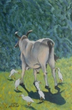 ZEBUS ET PIC BOEUF - ETE 2019
